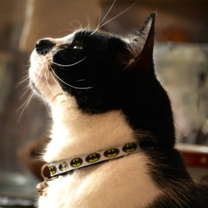 Batman kitten collar clearance